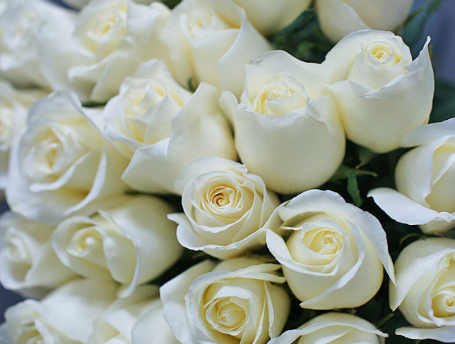 Bouquet of 23 white Dutch roses 80-90 cm photo